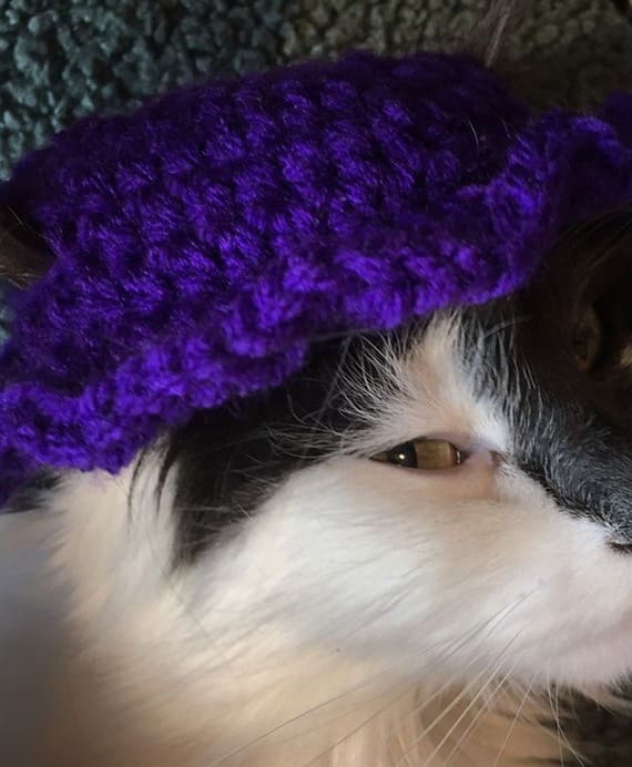 Cat Hat