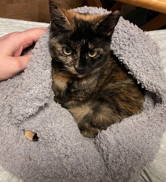 Kitten Cuddle Sack